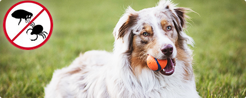 Blog: Hat mein Hund Flöhe oder Zecken?